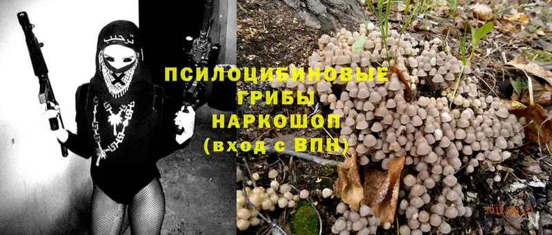 мега как зайти  Козьмодемьянск  Галлюциногенные грибы Psilocybine cubensis 